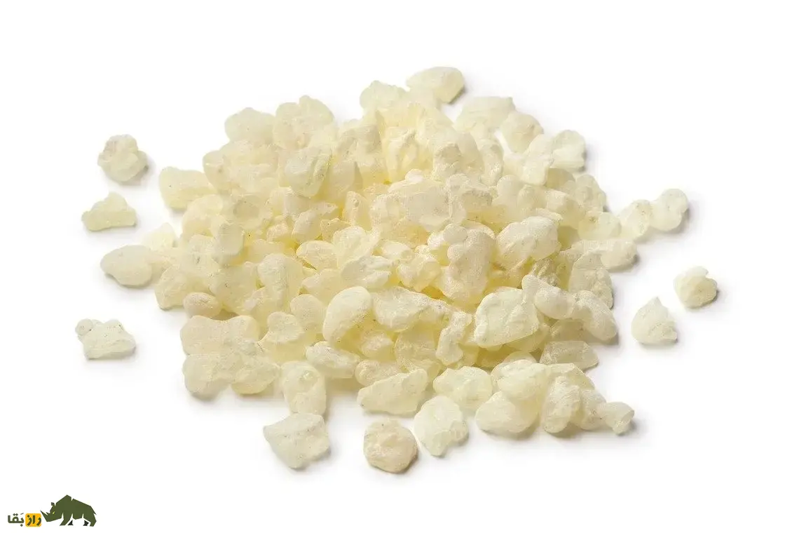 مصطکی؛ ماده معروف به «صمغ عربی» که اولین آدامس طبیعی تاریخ است و برای کشدار کردن بستنی و شیرینهای لوکس استفاده میشود مصطکی