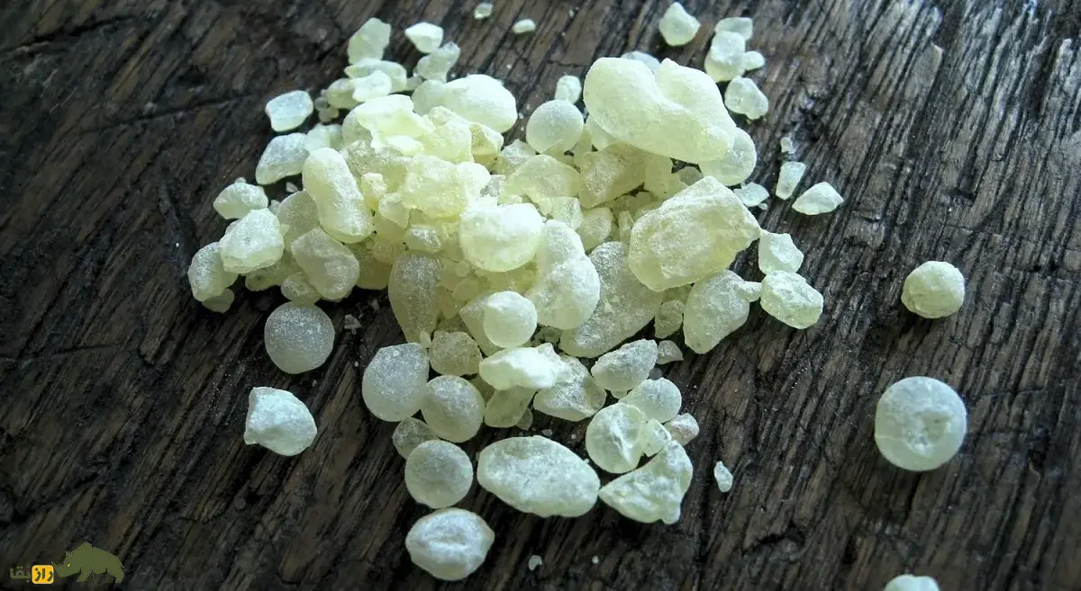 مصطکی؛ ماده معروف به «صمغ عربی» که اولین آدامس طبیعی تاریخ است و برای کشدار کردن بستنی و شیرینهای لوکس استفاده میشود مصطکی