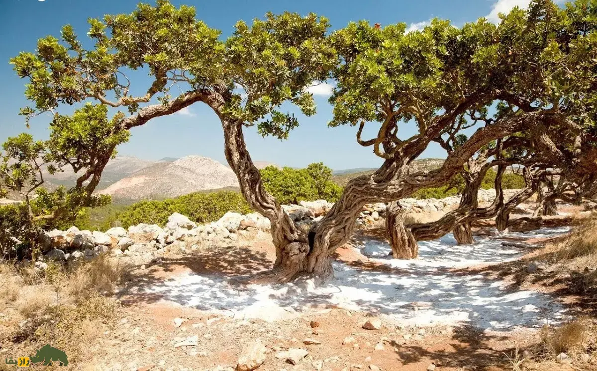 مصطکی؛ ماده معروف به «صمغ عربی» که اولین آدامس طبیعی تاریخ است و برای کشدار کردن بستنی و شیرینهای لوکس استفاده میشود مصطکی