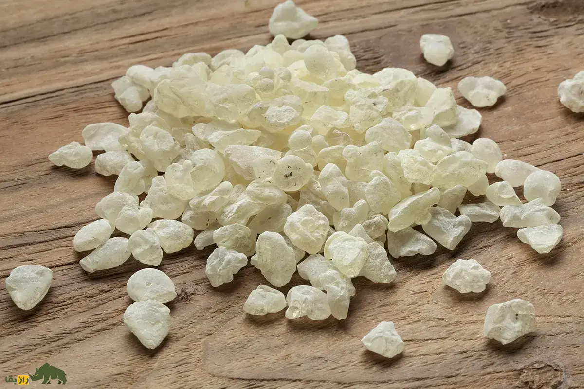 مصطکی؛ ماده معروف به «صمغ عربی» که اولین آدامس طبیعی تاریخ است و برای کشدار کردن بستنی و شیرینهای لوکس استفاده میشود مصطکی