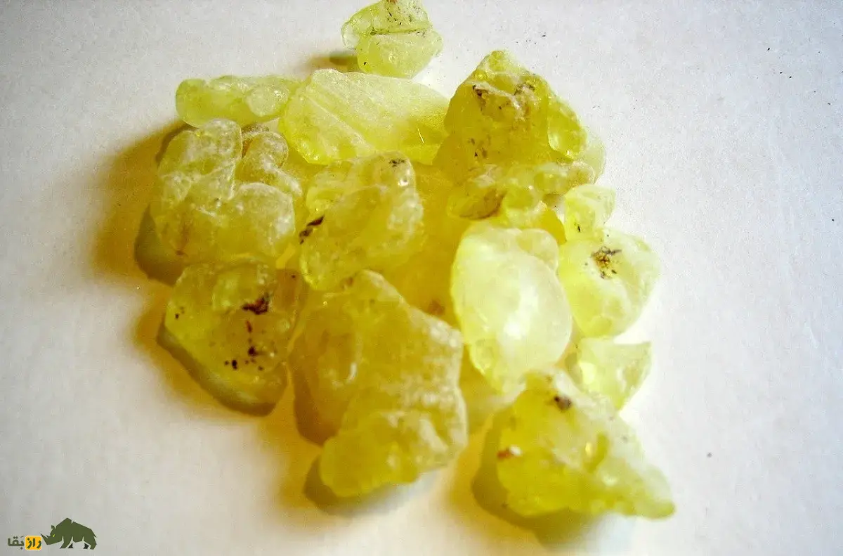 مصطکی؛ ماده معروف به «صمغ عربی» که اولین آدامس طبیعی تاریخ است و برای کشدار کردن بستنی و شیرینهای لوکس استفاده میشود مصطکی