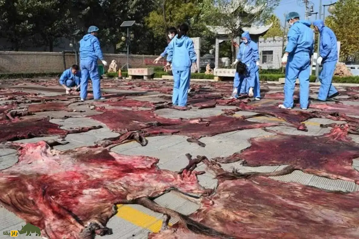 ۶ میلیون الاغ قربانی ژلاتین پوست الاغ؛ راز تاریک طب سنتی چین ۶ میلیون الاغ قربانی ژلاتین پوست الاغ؛ راز تاریک طب سنتی چین