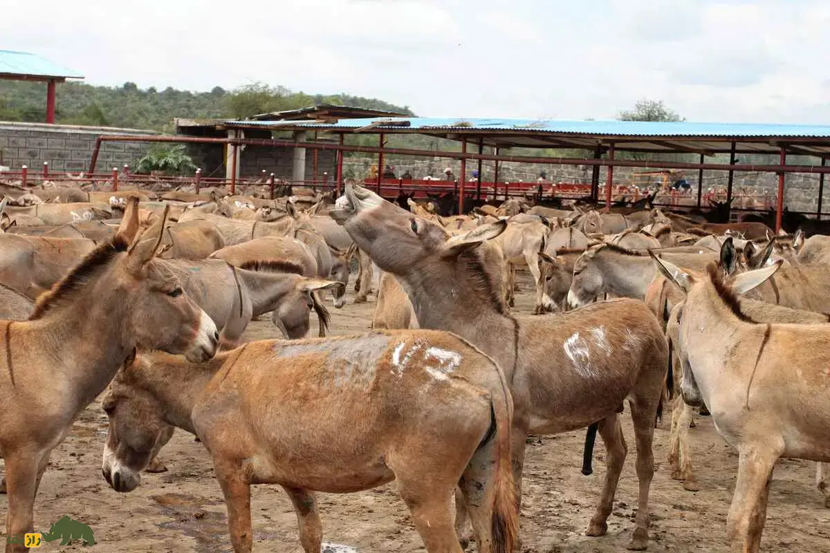 ۶ میلیون الاغ قربانی ژلاتین پوست الاغ؛ راز تاریک طب سنتی چین ۶ میلیون الاغ قربانی ژلاتین پوست الاغ؛ راز تاریک طب سنتی چین