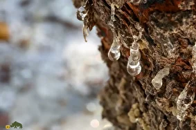 مصطکی؛ ماده معروف به «صمغ عربی» که اولین آدامس طبیعی تاریخ است و برای کش‌دار کردن بستنی و شیرین‌های لوکس استفاده می‌شود