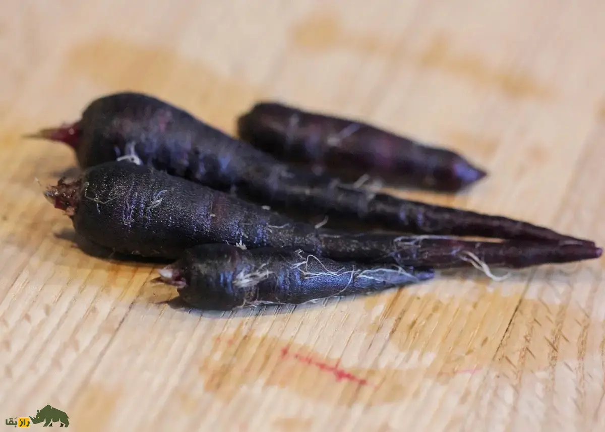 هویج سیاه؛ خاصترین هویج دنیا با رنگ سیاه که هم خوراکی است و هم از آن برای تولید رنگ طبیعی استفاده میشود هویج سیاه