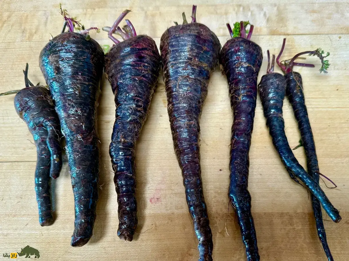 هویج سیاه؛ خاصترین هویج دنیا با رنگ سیاه که هم خوراکی است و هم از آن برای تولید رنگ طبیعی استفاده میشود هویج سیاه