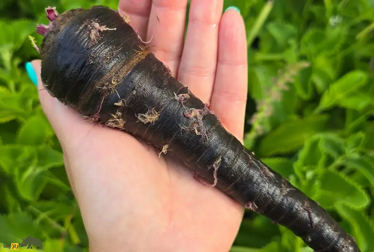 هویج سیاه؛ خاصترین هویج دنیا با رنگ سیاه که هم خوراکی است و هم از آن برای تولید رنگ طبیعی استفاده میشود هویج سیاه