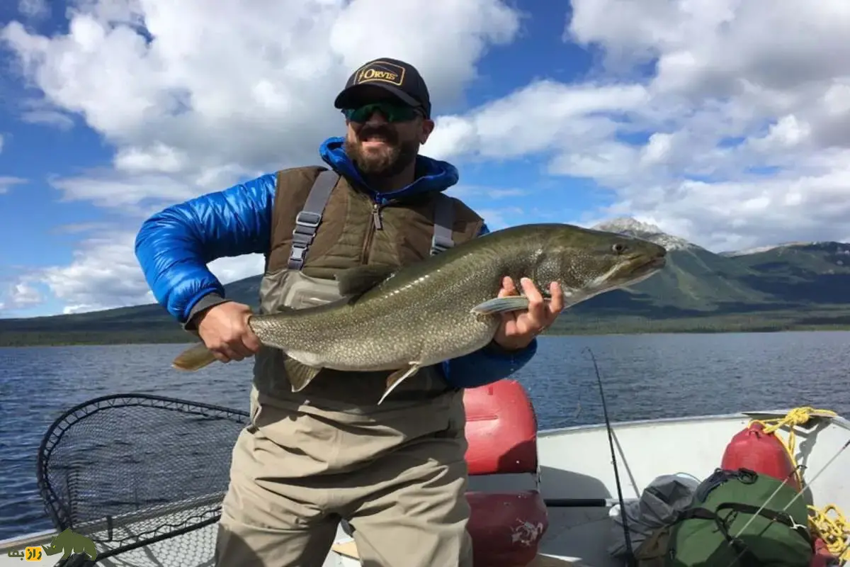 آزادماهی ولگا یا ماهی زیبا؛ شکارچی نقرهای دریای خزر با بدنی کشیده و دندانهای تیز که امروز در آستانه انقراض کامل قرار گرفته است! آزادماهی ولگا یا ماهی زیبا؛ شکارچی نقرهای دریای خزر با بدنی کشیده و دندانهای تیز که امروز در آستانه انقراض کامل قرار گرفته است!