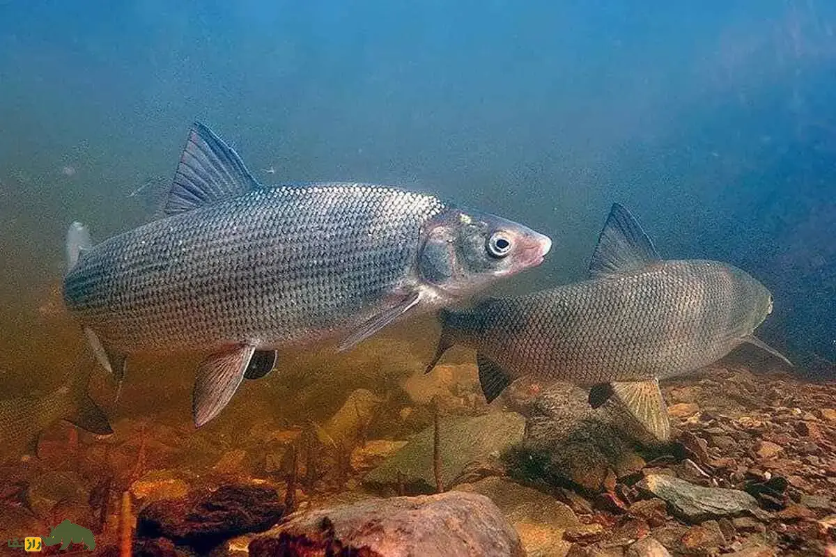 آزادماهی ولگا یا ماهی زیبا؛ شکارچی نقرهای دریای خزر با بدنی کشیده و دندانهای تیز که امروز در آستانه انقراض کامل قرار گرفته است! آزادماهی ولگا یا ماهی زیبا؛ شکارچی نقرهای دریای خزر با بدنی کشیده و دندانهای تیز که امروز در آستانه انقراض کامل قرار گرفته است!