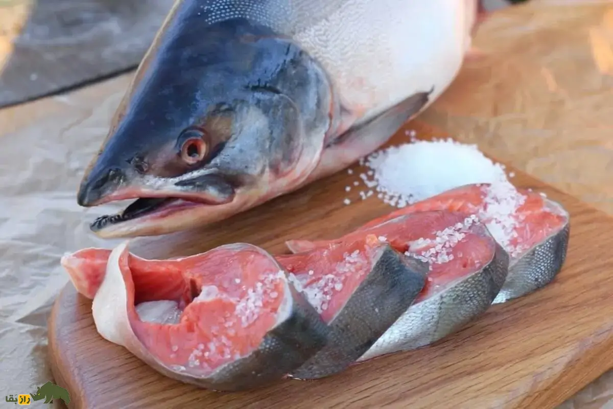 آزادماهی ولگا یا ماهی زیبا؛ شکارچی نقرهای دریای خزر با بدنی کشیده و دندانهای تیز که امروز در آستانه انقراض کامل قرار گرفته است! آزادماهی ولگا یا ماهی زیبا؛ شکارچی نقرهای دریای خزر با بدنی کشیده و دندانهای تیز که امروز در آستانه انقراض کامل قرار گرفته است!