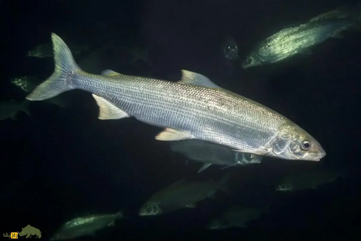 آزادماهی ولگا یا ماهی زیبا؛ شکارچی نقرهای دریای خزر با بدنی کشیده و دندانهای تیز که امروز در آستانه انقراض کامل قرار گرفته است! آزادماهی ولگا یا ماهی زیبا؛ شکارچی نقرهای دریای خزر با بدنی کشیده و دندانهای تیز که امروز در آستانه انقراض کامل قرار گرفته است!