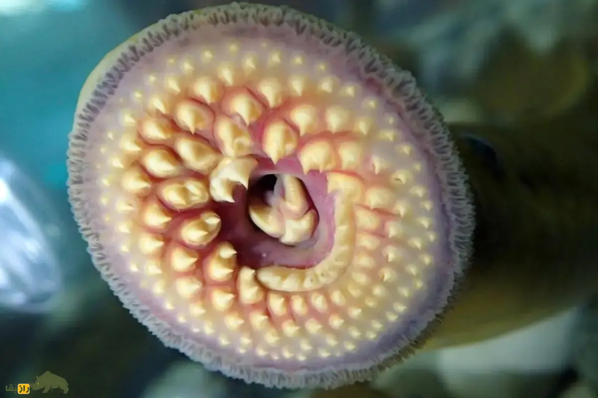 مارماهی دهانگرد؛ ماهی باستانی و ترسناک معروف به خونآشام دریاها که با دهان مکنده و دندانهای تیز طعمههایش را میمکد و در دریای خزر زندگی میکند مارماهی دهانگرد؛ ماهی باستانی و ترسناک معروف به خونآشام دریاها که با دهان مکنده و دندانهای تیز طعمههایش را میمکد و در دریای خزر زندگی میکند