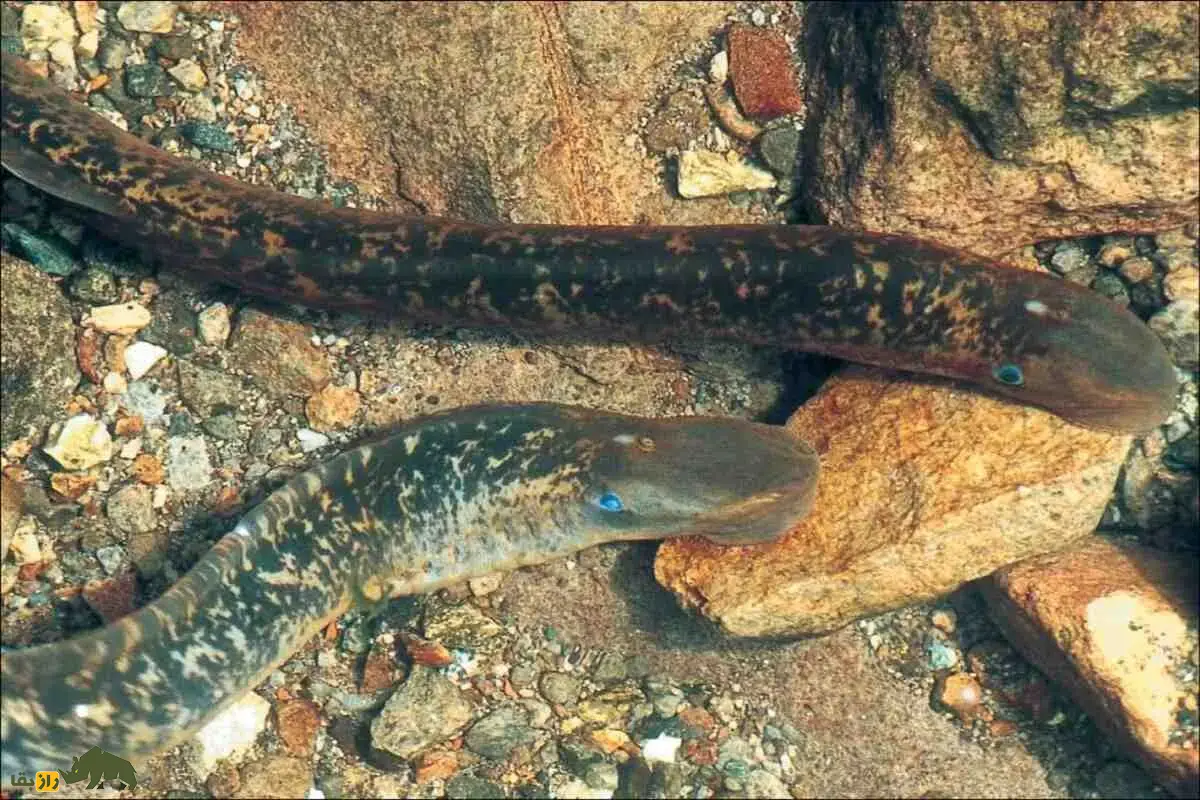 مارماهی دهانگرد؛ ماهی باستانی و ترسناک معروف به خونآشام دریاها که با دهان مکنده و دندانهای تیز طعمههایش را میمکد و در دریای خزر زندگی میکند مارماهی دهانگرد؛ ماهی باستانی و ترسناک معروف به خونآشام دریاها که با دهان مکنده و دندانهای تیز طعمههایش را میمکد و در دریای خزر زندگی میکند