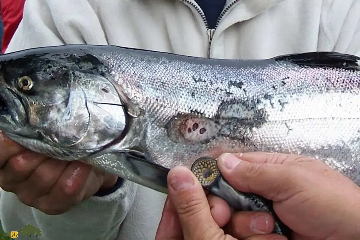 مارماهی دهانگرد؛ ماهی باستانی و ترسناک معروف به خونآشام دریاها که با دهان مکنده و دندانهای تیز طعمههایش را میمکد و در دریای خزر زندگی میکند مارماهی دهانگرد؛ ماهی باستانی و ترسناک معروف به خونآشام دریاها که با دهان مکنده و دندانهای تیز طعمههایش را میمکد و در دریای خزر زندگی میکند