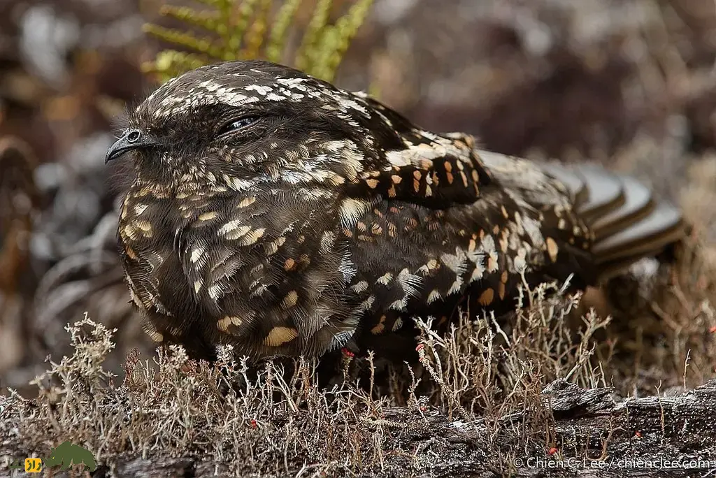 شبگرد آرچبالد؛ شبگرد معروف به «شبح ارتفاعات» که خواب زمستانی دارد و صدایش شبیه وزش باد در نیزار است شبگرد آرچبالد