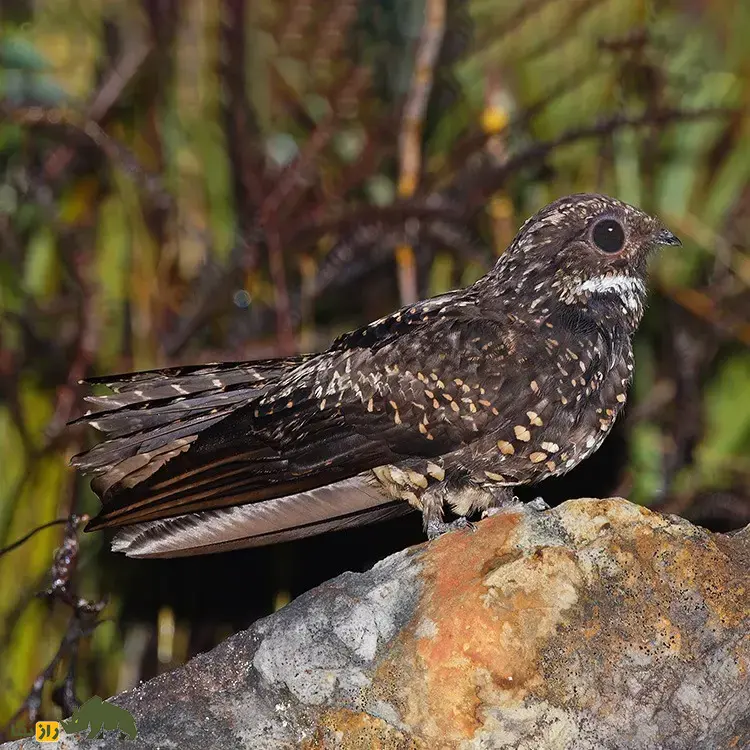 شبگرد آرچبالد؛ شبگرد معروف به «شبح ارتفاعات» که خواب زمستانی دارد و صدایش شبیه وزش باد در نیزار است شبگرد آرچبالد