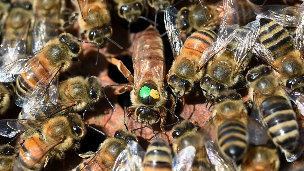 چرا زنبورهای عسل علیه ملکه شورش میکنند؟