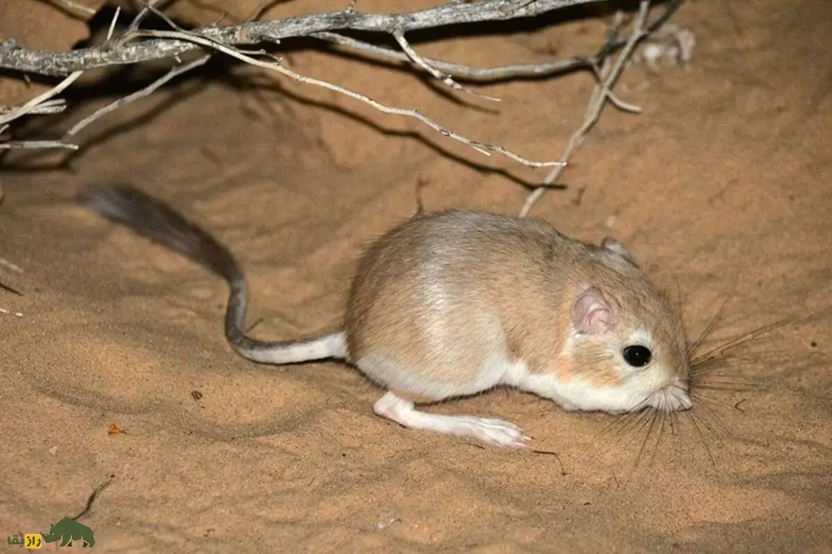 خرموش کانگورویی؛ جهندهی اسرارآمیز بیابان که با تونلهای مخفی و پاهای جهنده که هیچوقت آب نمیخورد خرموش کانگورویی؛ جهندهی اسرارآمیز بیابان که با تونلهای مخفی و پاهای جهنده که هیچوقت آب نمیخورد