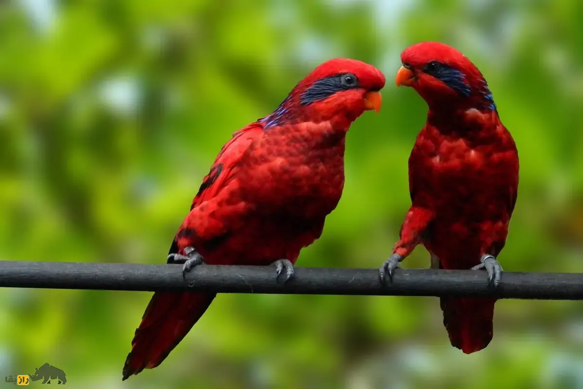 لوری بلو استریک؛ طوطی کمیاب در ایران که ساعتها به تصویر خود در آینه خیره میشود و قیمت آن تا بیش از یک میلیارد تومان نیز میرسد لوری بلو استریک