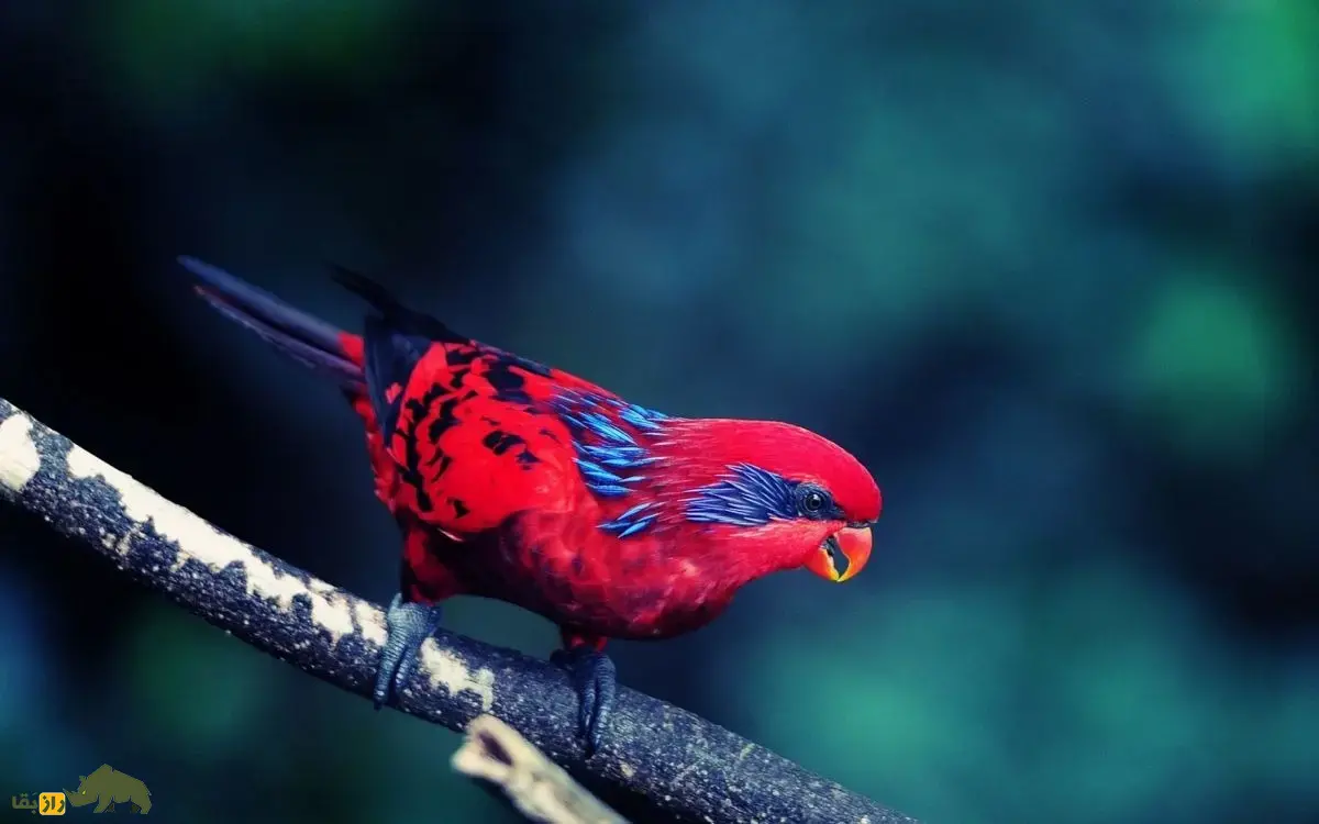 لوری بلو استریک؛ طوطی کمیاب در ایران که ساعتها به تصویر خود در آینه خیره میشود و قیمت آن تا بیش از یک میلیارد تومان نیز میرسد لوری بلو استریک