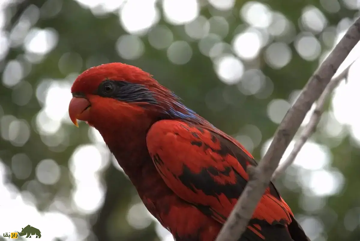 لوری بلو استریک؛ طوطی کمیاب در ایران که ساعتها به تصویر خود در آینه خیره میشود و قیمت آن تا بیش از یک میلیارد تومان نیز میرسد لوری بلو استریک