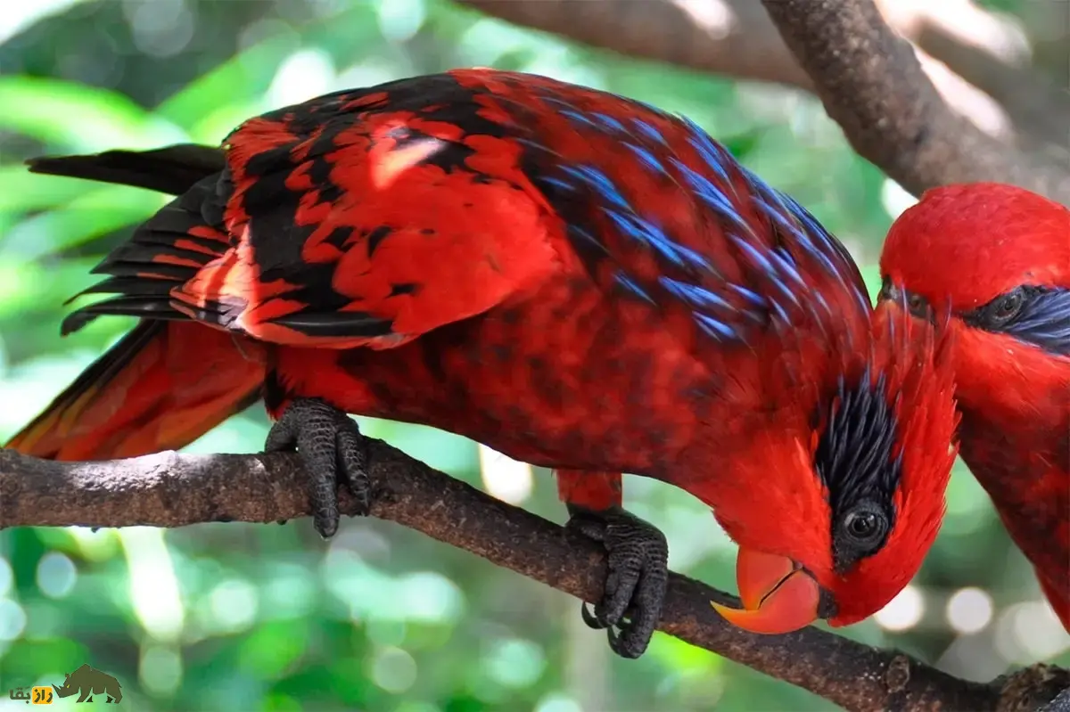 لوری بلو استریک؛ طوطی کمیاب در ایران که ساعتها به تصویر خود در آینه خیره میشود و قیمت آن تا بیش از یک میلیارد تومان نیز میرسد لوری بلو استریک