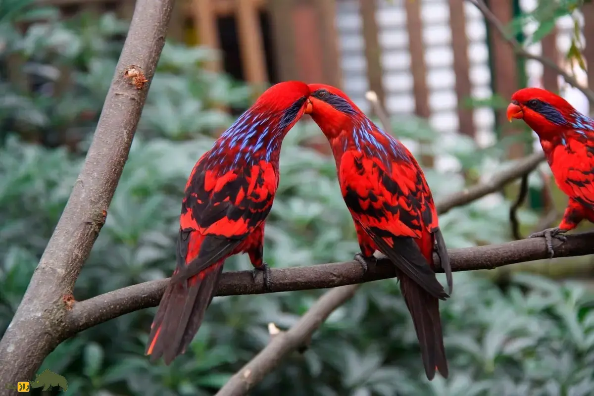 لوری بلو استریک؛ طوطی کمیاب در ایران که ساعتها به تصویر خود در آینه خیره میشود و قیمت آن تا بیش از یک میلیارد تومان نیز میرسد لوری بلو استریک
