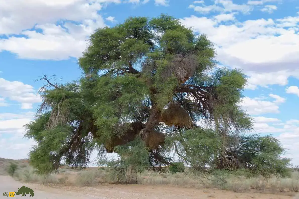 خار زرافه؛ درختی که زرافهها را وسوسه میکند و صدها سال است رازهای خشکی آفریقا را با خود حفظ کرده است خار زرافه؛ درختی که زرافهها را وسوسه میکند و صدها سال است رازهای خشکی آفریقا را با خود حفظ کرده است