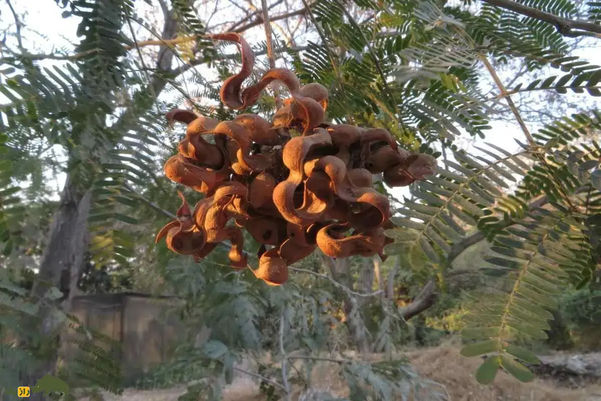 خار زرافه؛ درختی که زرافهها را وسوسه میکند و صدها سال است رازهای خشکی آفریقا را با خود حفظ کرده است خار زرافه؛ درختی که زرافهها را وسوسه میکند و صدها سال است رازهای خشکی آفریقا را با خود حفظ کرده است