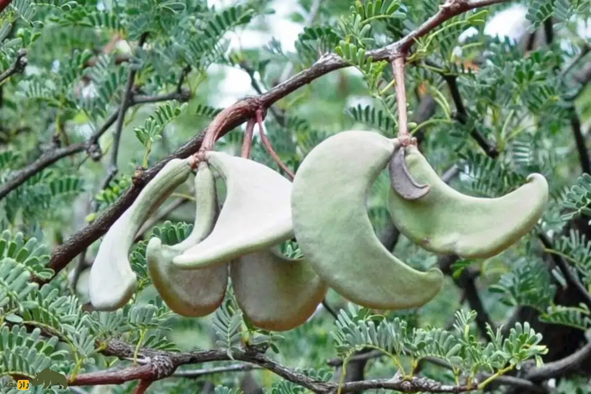 خار زرافه؛ درختی که زرافهها را وسوسه میکند و صدها سال است رازهای خشکی آفریقا را با خود حفظ کرده است خار زرافه؛ درختی که زرافهها را وسوسه میکند و صدها سال است رازهای خشکی آفریقا را با خود حفظ کرده است