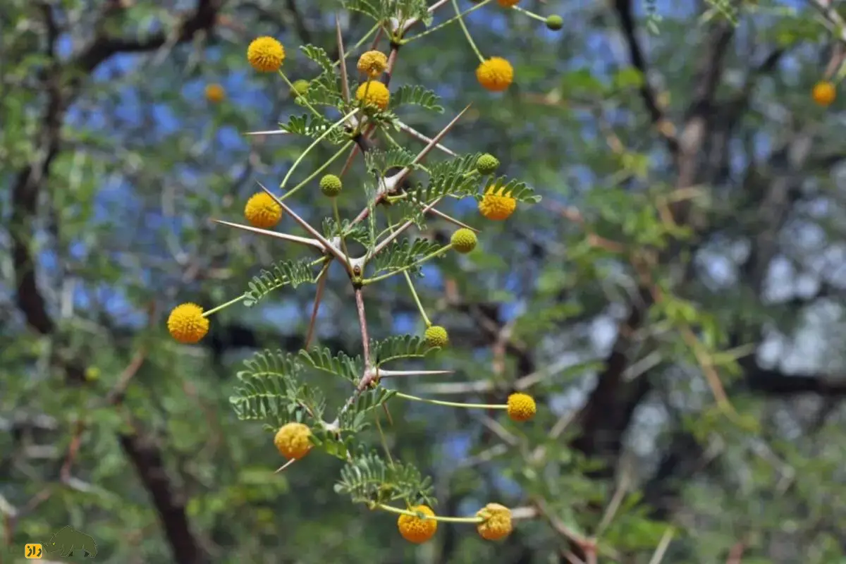 خار زرافه؛ درختی که زرافهها را وسوسه میکند و صدها سال است رازهای خشکی آفریقا را با خود حفظ کرده است خار زرافه؛ درختی که زرافهها را وسوسه میکند و صدها سال است رازهای خشکی آفریقا را با خود حفظ کرده است