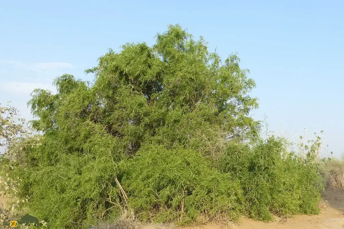 توچ؛ درخت معروف به «درخت مسواک» و پزشک بیابان که عاشق نمک است و در بلوچستان به آن «پیر» می‌گویند