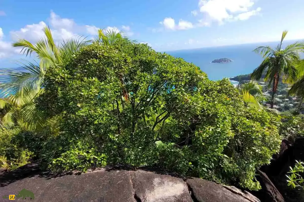 درخت عروس دریایی؛ موجودی رازآلود با میوه‌هایی شبیه عروس‌های دریایی که سال‌ها گم‌شده بود و حالا یکی از نادرترین گیاهان جهان شناخته می‌شود