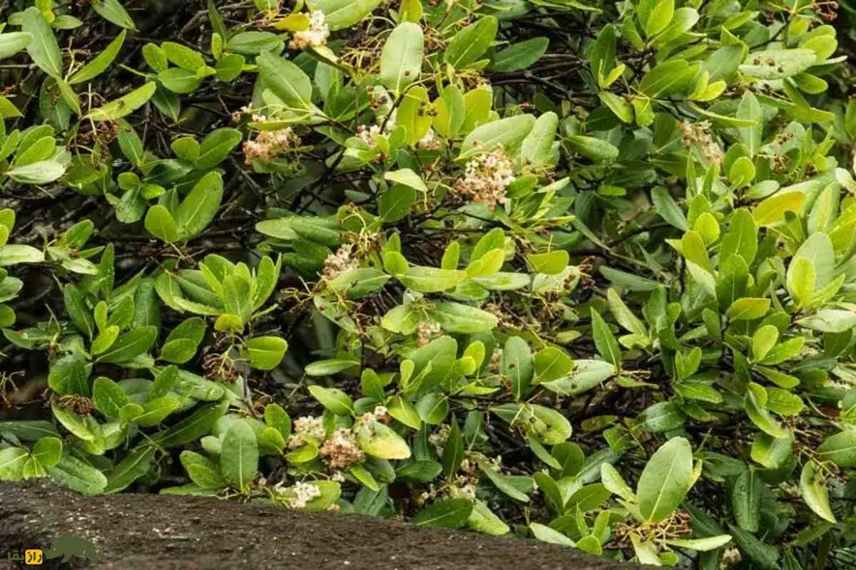 درخت عروس دریایی؛ موجودی رازآلود با میوه‌هایی شبیه عروس‌های دریایی که سال‌ها گم‌شده بود و حالا یکی از نادرترین گیاهان جهان شناخته می‌شود