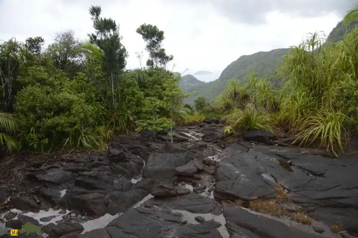 درخت عروس دریایی؛ موجودی رازآلود با میوه‌هایی شبیه عروس‌های دریایی که سال‌ها گم‌شده بود و حالا یکی از نادرترین گیاهان جهان شناخته می‌شود