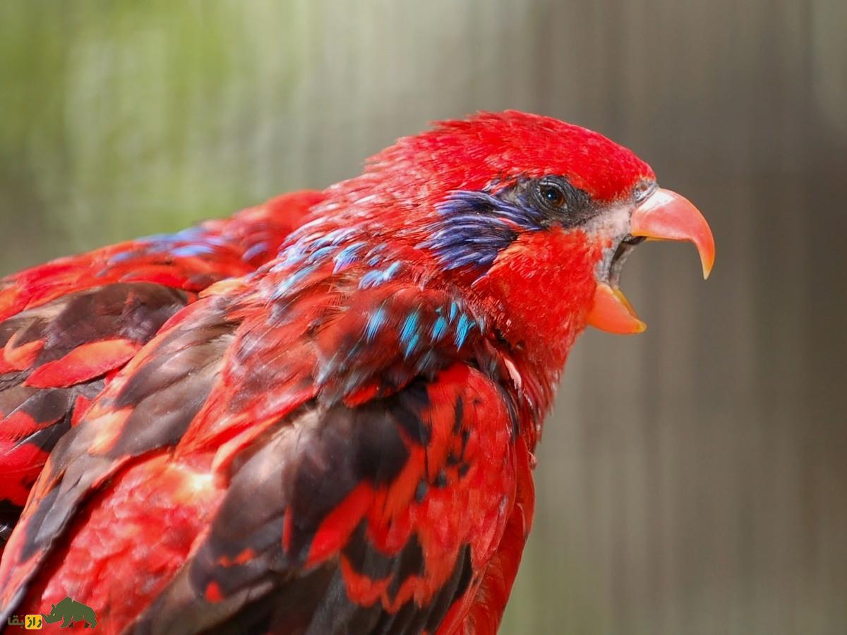 لوری بلو استریک؛ طوطی مشهور به «سرخپوست» که استاد تقلید صداست و یک میلیارد تومان قیمت دارد