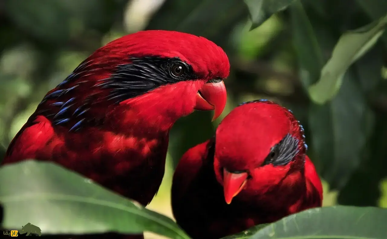 لوری بلو استریک؛ طوطی مشهور به سرخپوست که ساعتها به تصویر خود در آینه خیره میشود و قیمت آن یک میلیارد تومان به بالاست لوری بلو استریک؛ طوطی مشهور به سرخپوست که ساعتها به تصویر خود در آینه خیره میشود و قیمت آن یک میلیارد تومان به بالاست