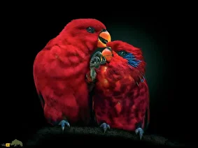 لوری بلو استریک؛ طوطی مشهور به «سرخپوست» که استاد تقلید صداست و یک میلیارد تومان قیمت دارد