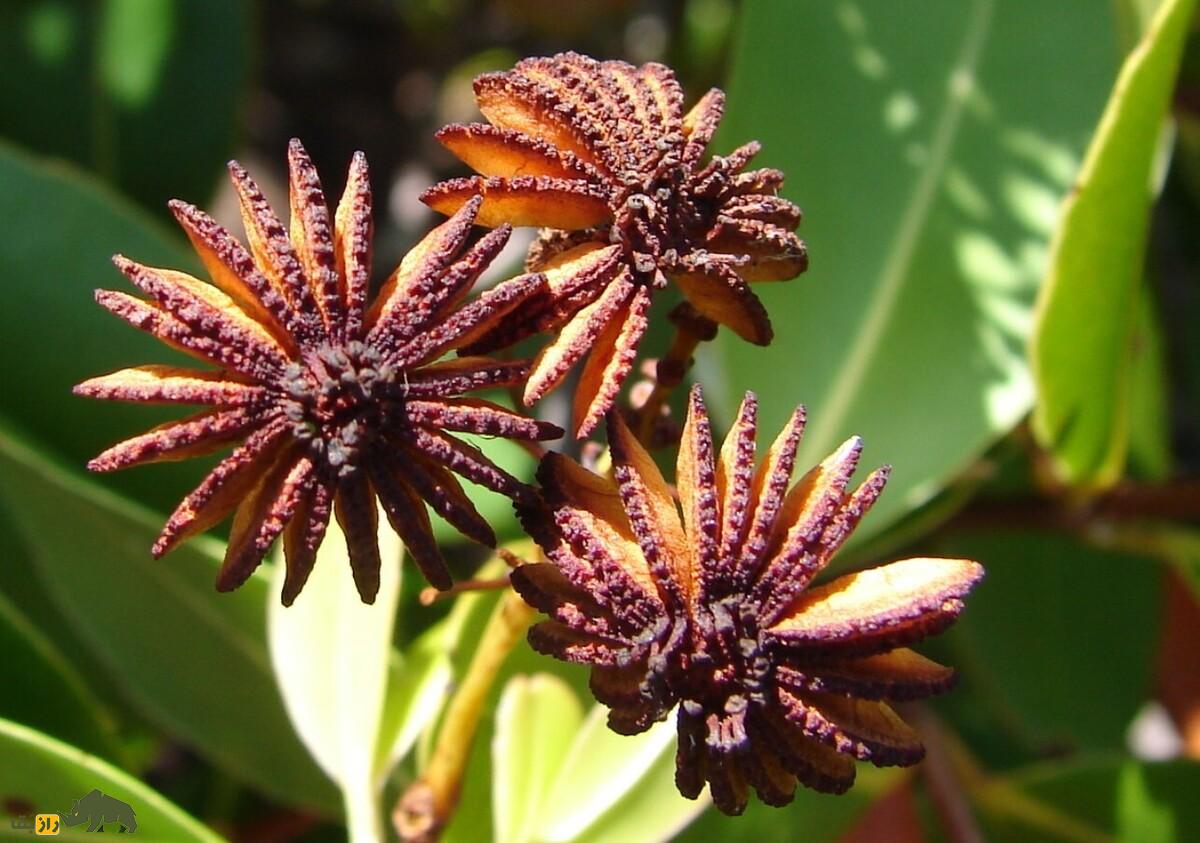 درخت عروس دریایی؛ کمیاب‌ترین درخت جهان با میوه‌هایی شبیه عروس‌های دریایی که دیگر تکثیر نمی‌شود