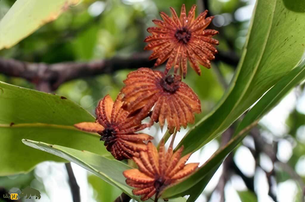 درخت عروس دریایی؛ موجودی رازآلود با میوه‌هایی شبیه عروس‌های دریایی که سال‌ها گم‌شده بود و حالا یکی از نادرترین گیاهان جهان شناخته می‌شود