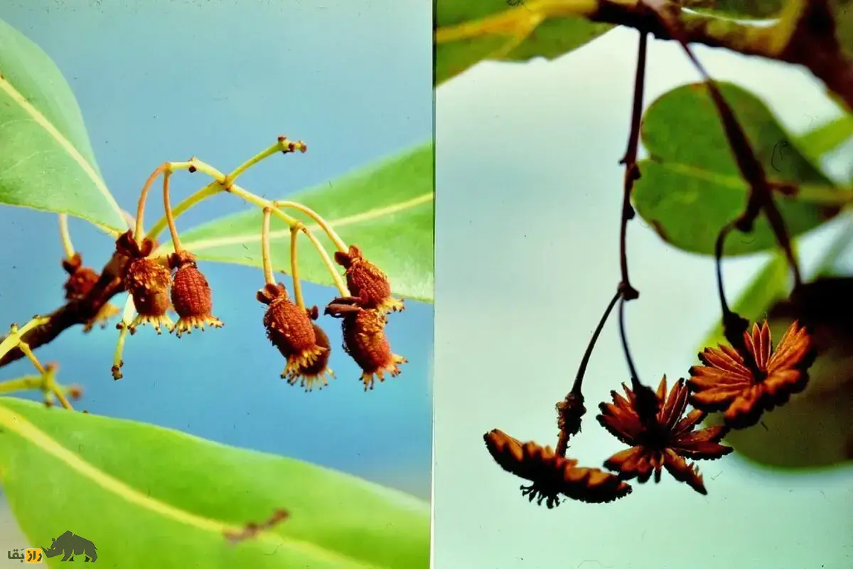 درخت عروس دریایی؛ موجودی رازآلود با میوه‌هایی شبیه عروس‌های دریایی که سال‌ها گم‌شده بود و حالا یکی از نادرترین گیاهان جهان شناخته می‌شود
