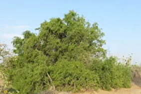 توچ؛ درخت معروف به «درخت مسواک» و پزشک بیابان که عاشق نمک است و در بلوچستان به آن «پیر» می‌گویند