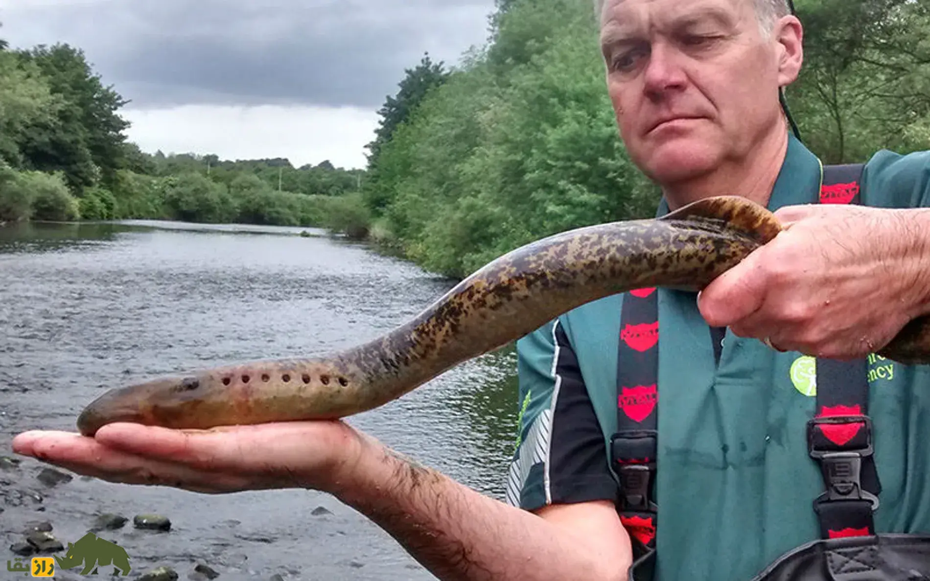 لامپری؛ ماهی باستانی و ترسناک معروف به خونآشام دریاها که در دریای خزر زندگی میکند لامپری؛ ماهی باستانی و ترسناک معروف به خونآشام دریاها که در دریای خزر زندگی میکند
