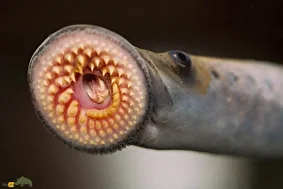 لامپری؛ ماهی ۳۰۰ میلیون ساله و ترسناک معروف به خون‌آشام دریا‌ها که در دریای خزر زندگی می‌کند