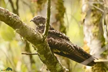 شبگرد آرچبالد؛ شبگرد معروف به «شبح ارتفاعات» که خواب زمستانی دارد و صدایش شبیه وزش باد در نیزار است
