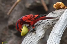 لوری بلو استریک؛ طوطی مشهور به «سرخپوست» که استاد تقلید صداست و یک میلیارد تومان قیمت دارد