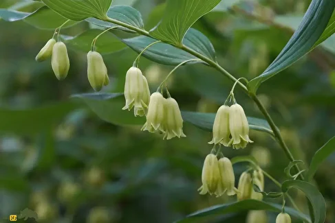 مُهر سلیمان؛ گیاهی که شبیه مهر حضرت سلیمان است و جوش‌های غرور جوانی و شکستگی استخوان را درمان می‌کند