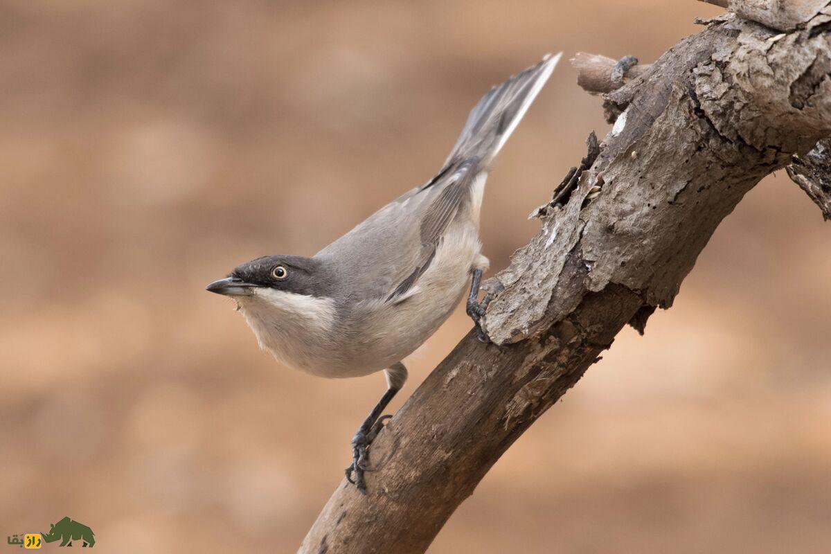 سسک چشمسفید غربی؛ پرندهای مهاجر با چشمانی سفید و صدایی دلانگیز که نشانه آمدن بهار در طبیعت ایران است سسک چشمسفید غربی؛ پرندهای مهاجر با چشمانی سفید و صدایی دلانگیز که نشانه آمدن بهار در طبیعت ایران است