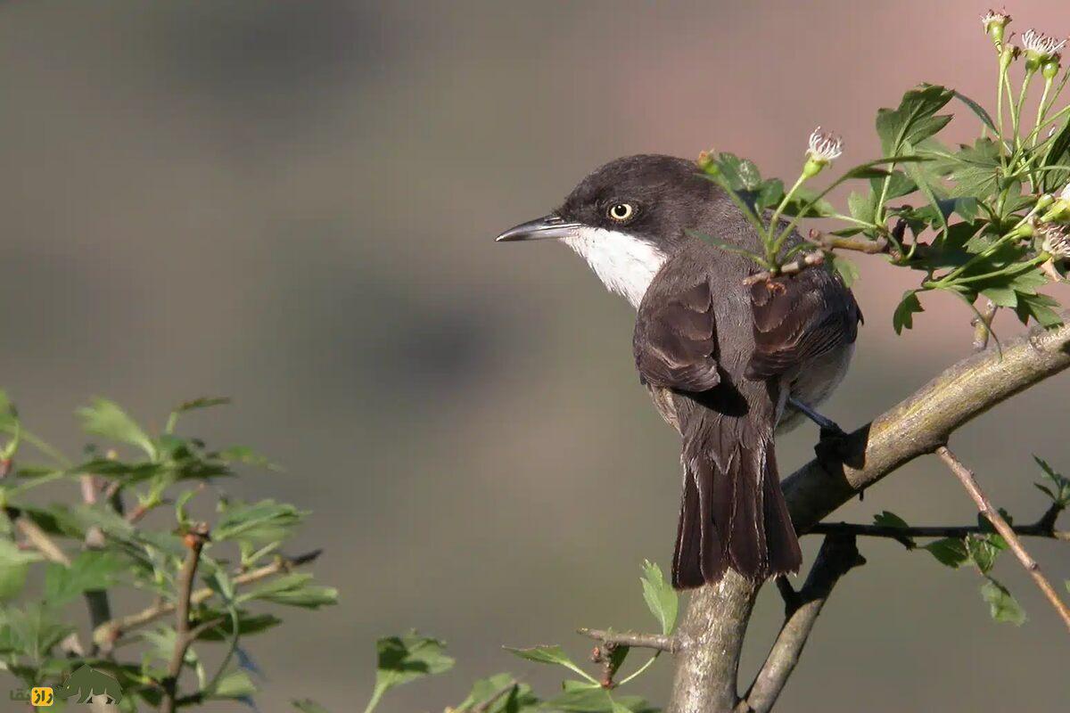 سسک چشمسفید غربی؛ پرندهای مهاجر با چشمانی سفید و صدایی دلانگیز که نشانه آمدن بهار در طبیعت ایران است سسک چشمسفید غربی؛ پرندهای مهاجر با چشمانی سفید و صدایی دلانگیز که نشانه آمدن بهار در طبیعت ایران است