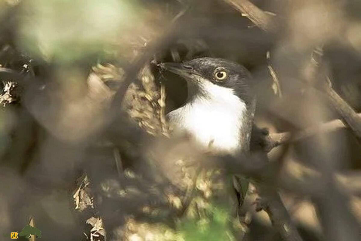 سسک چشمسفید غربی؛ پرندهای مهاجر با چشمانی سفید و صدایی دلانگیز که نشانه آمدن بهار در طبیعت ایران است سسک چشمسفید غربی؛ پرندهای مهاجر با چشمانی سفید و صدایی دلانگیز که نشانه آمدن بهار در طبیعت ایران است